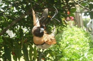 golden_orb_spider