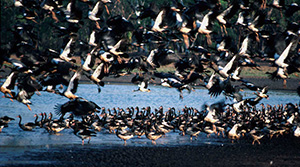img-magpie-geese-300